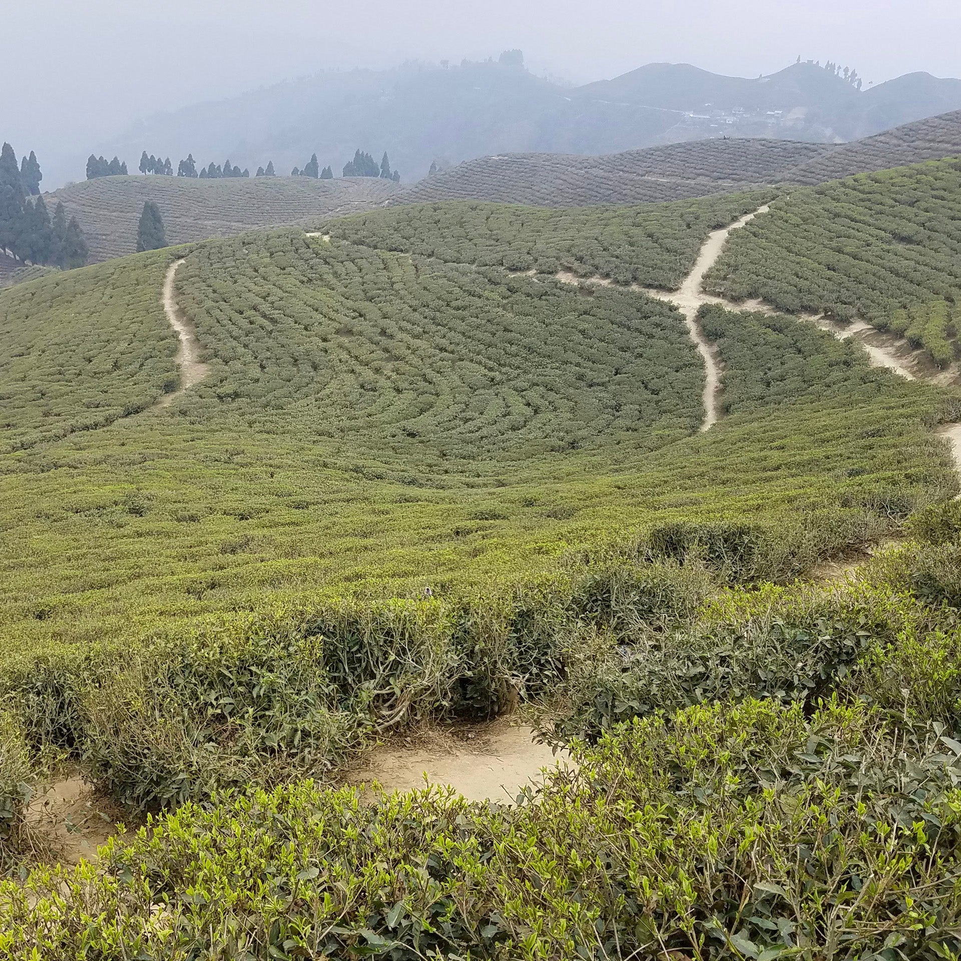 Nepali Tea