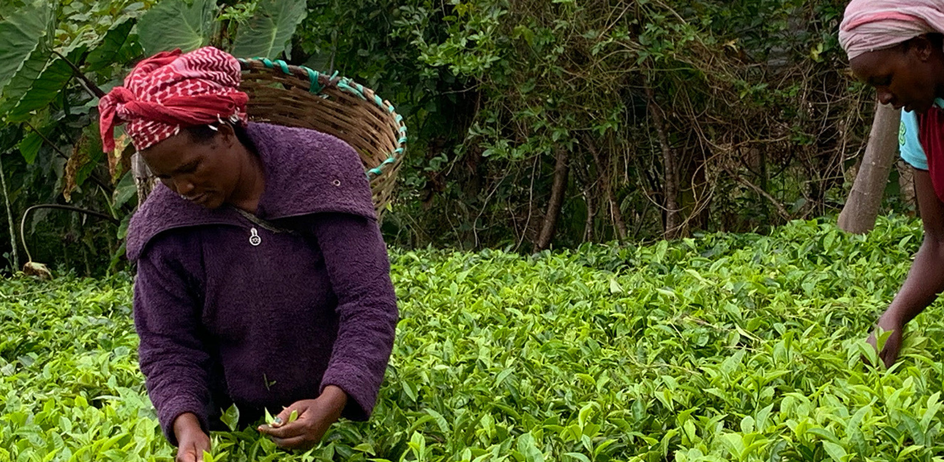 In addition to better payments to our farmers, we commit 10% of our profits to Community development programs in tea growing regions.